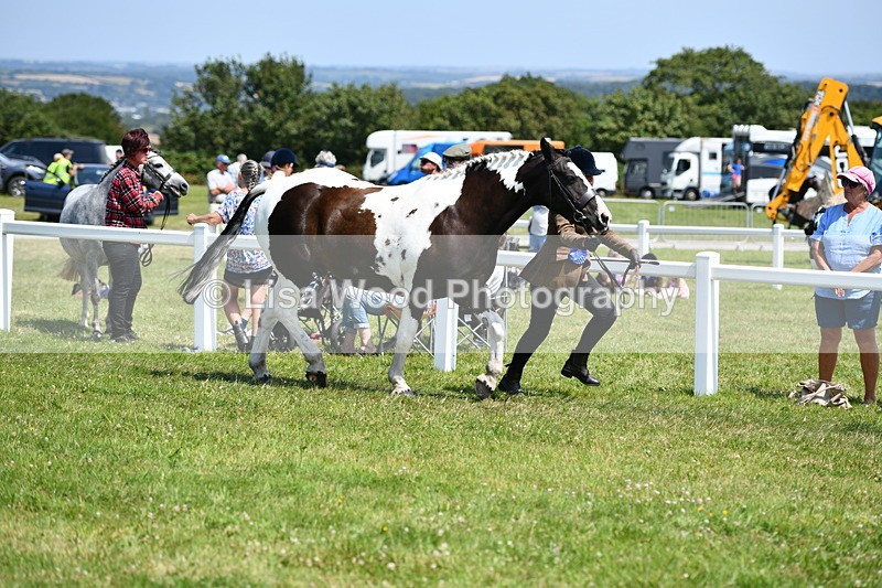 DSC_7909 - Coloured Horse In Hand Championship