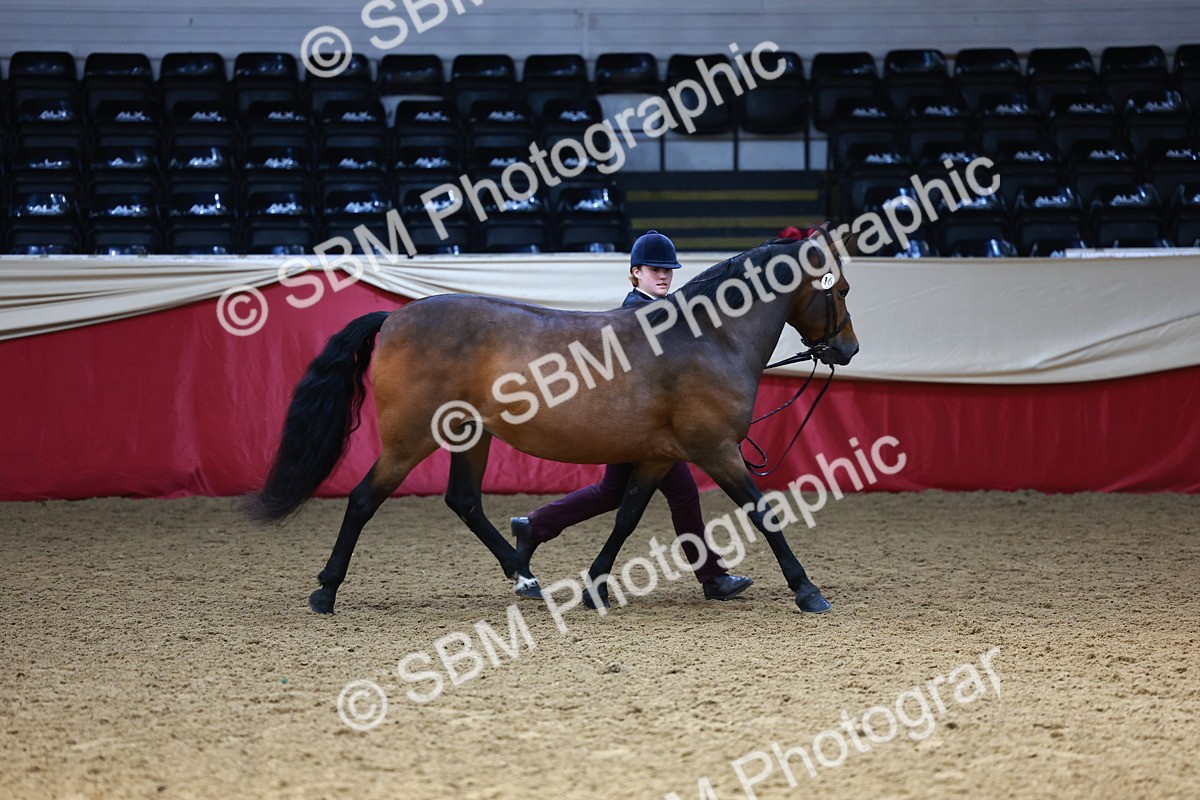 SBM_23209 - Class 903 - Supreme Final - IH Pre Vet