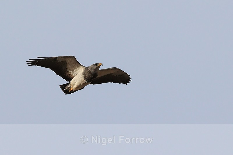 Black-chested Buzzard-Eagle flying, Torres del Paine, Chile - Black-chested Buzzard-Eagle