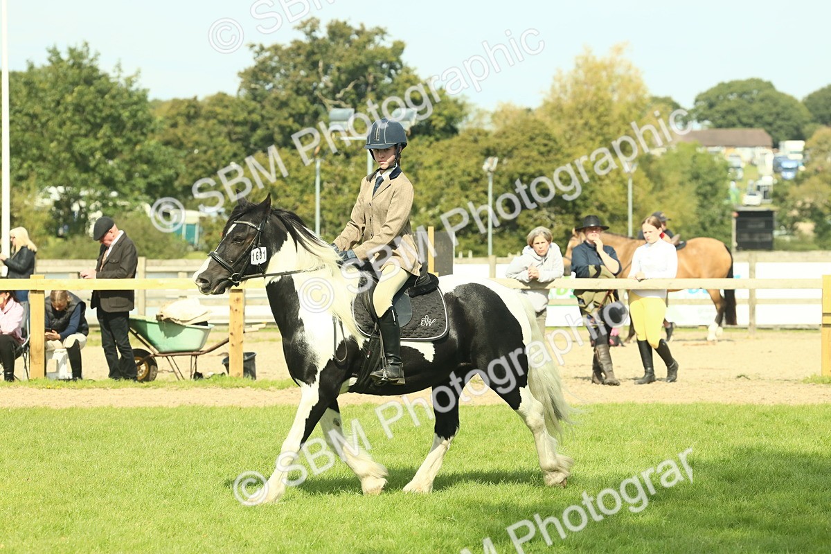 SBM_66666 - S34 - Rehabilitated Rescue Horse & Pony In Hand & Ridden