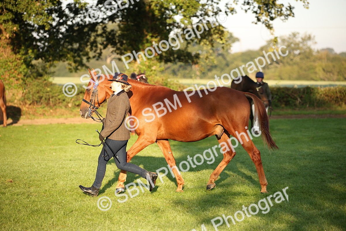 SBM_56882 - S49 - Riding Horse & Hack & Thoroughbred In Hand