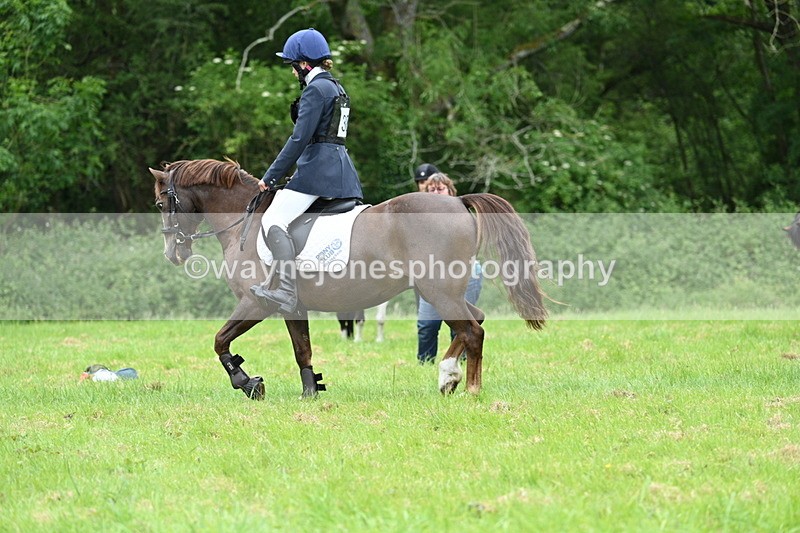 WJ7_4070 - Class 14A Handsome Gelding