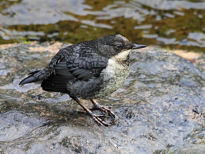 Dipper (juvenile) standing on a rock in the rain at Lynmouth - Dipper