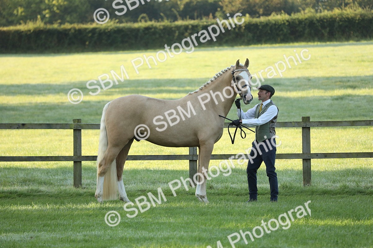 SBM_57907 - S42 - Youngstock