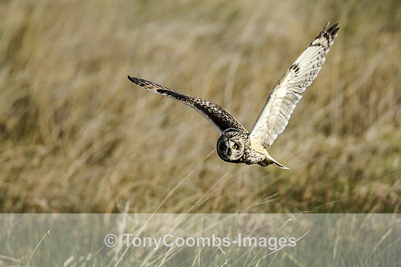 Short-eared Owl - Mull
