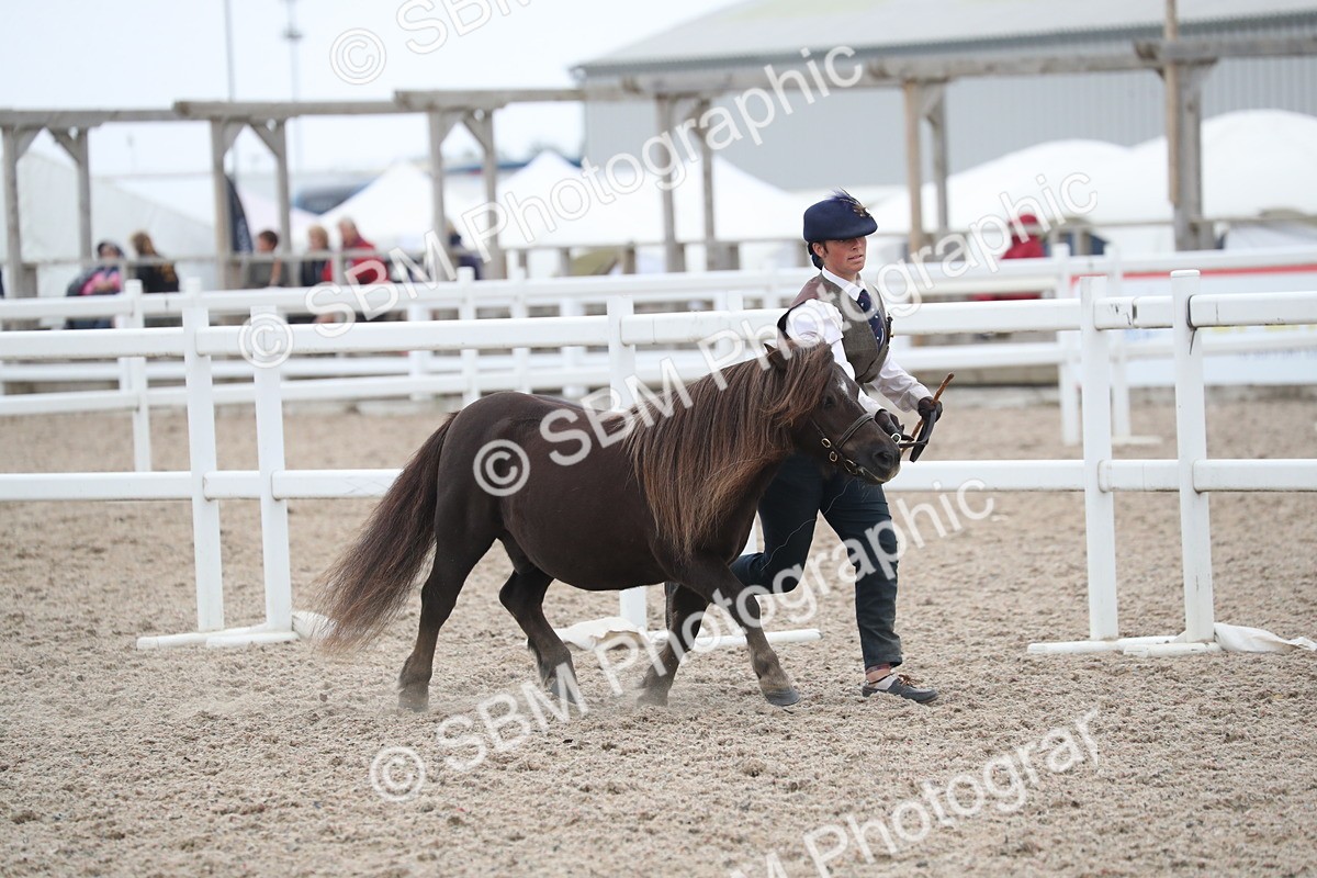 SBM_17910 - Class 317 IH Pure bred Horse/Pony