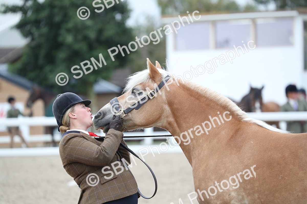 SBM_17981 - Class 317 IH Pure bred Horse/Pony
