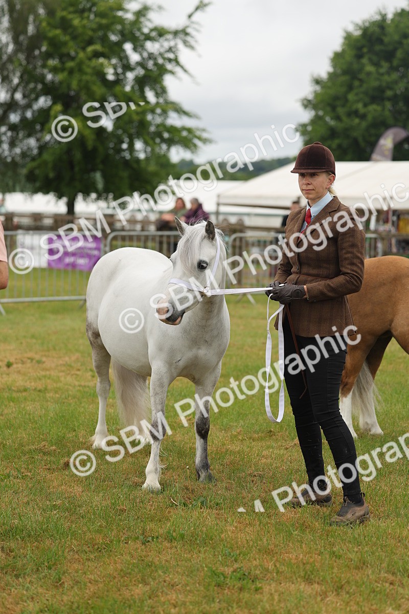 SBM_01567 - Class 50-57 - M&M Welsh Pony In Hand