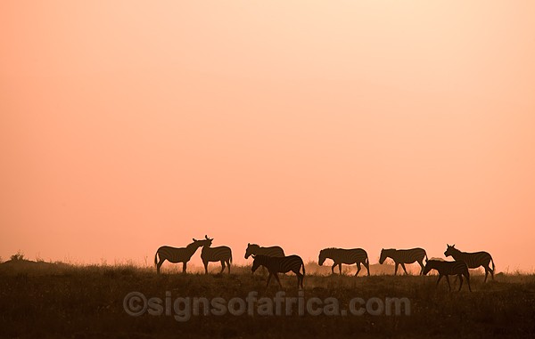 Zebra Nairobi National Park, Kenya