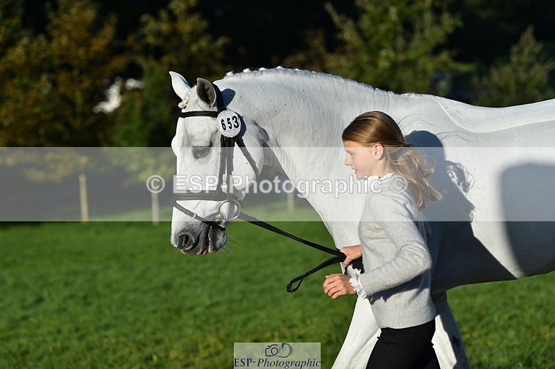 231022-092130-21729 - 653-GREYΓÇÖS.VILLAGE.MELODY-Annabel.Ridgway-TrotUp+SJ