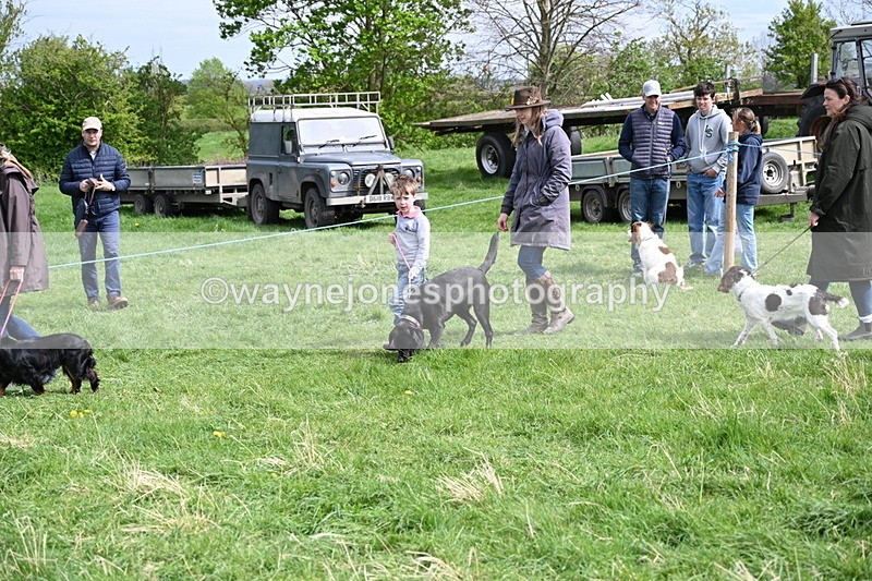 WJ6_8839 - Class 8 Best Working / Gun Dog or Bitch