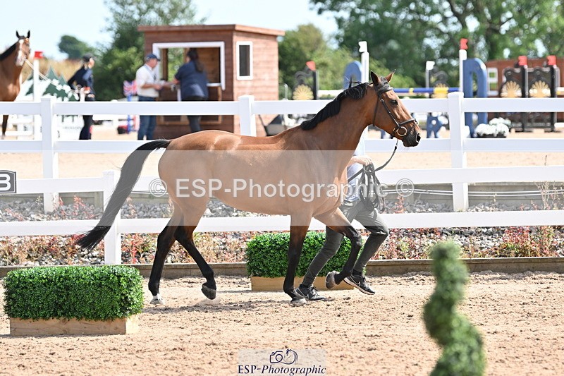 240717A-155818-03233 - Trot Up 3pm to 4pm