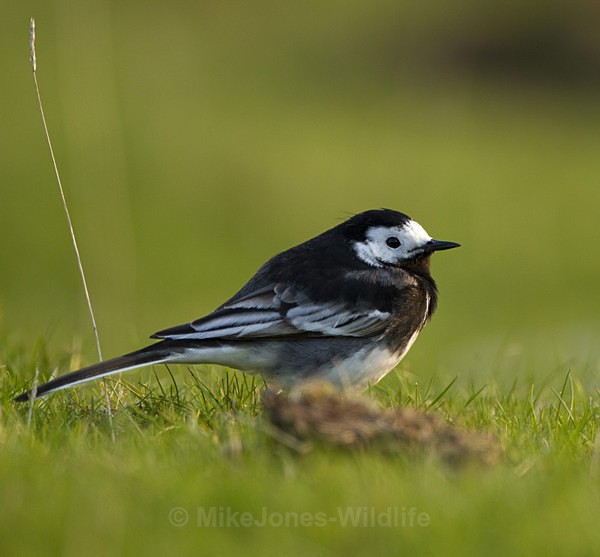 Pied wagtail, Isle of Mull - ISLE OF MULL WILDLIFE, Wildlife images from the Inner Hebrides