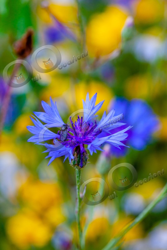 Corn Flower-5859 - Plants and trees