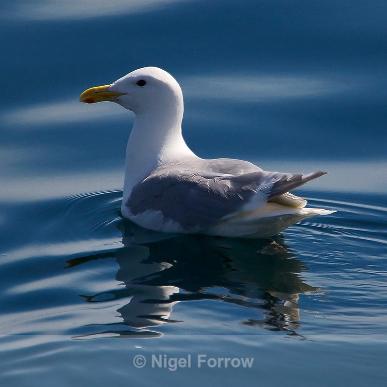 Glaucous-winged Gull - Glaucous-winged Gull