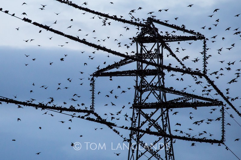 Starlings - Starlings and Murmurations