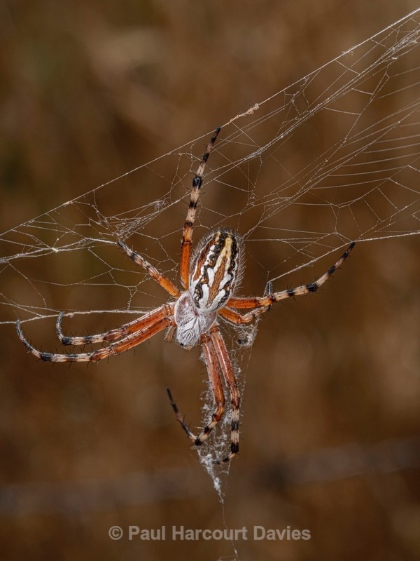 The Oak Spider (Aculepeira ceropegia) - Ten Metres from Home 2021
