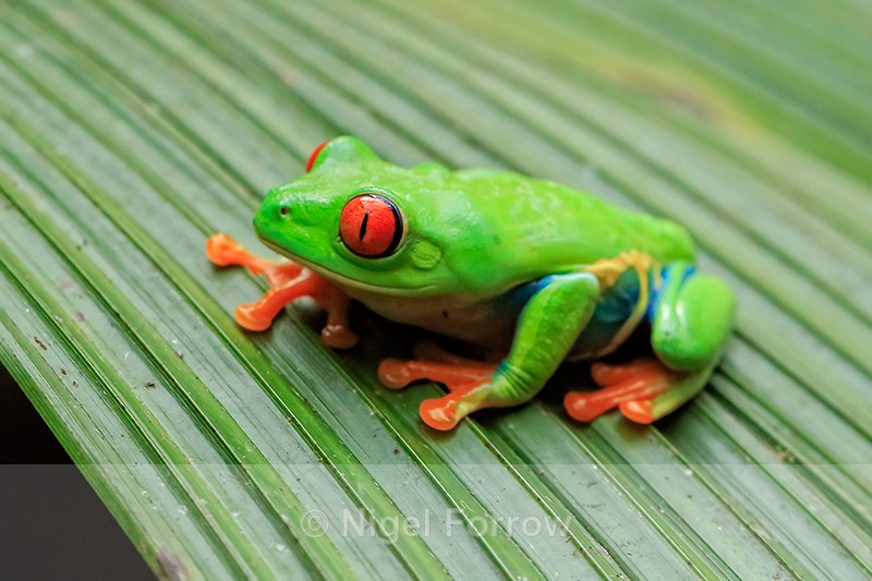 Red-eyed Tree Frog, Costa Rica - REPTILES & AMPHIBIANS
