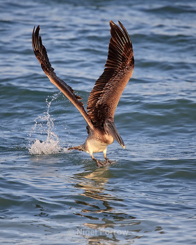 Brown Pelican (juvenile) starts takeoff, Sanibel Island, Florida - Brown Pelican