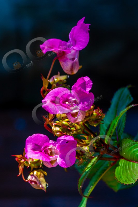 Himalayan Balsam Impatiens glandulifera 8098 - Plants and trees