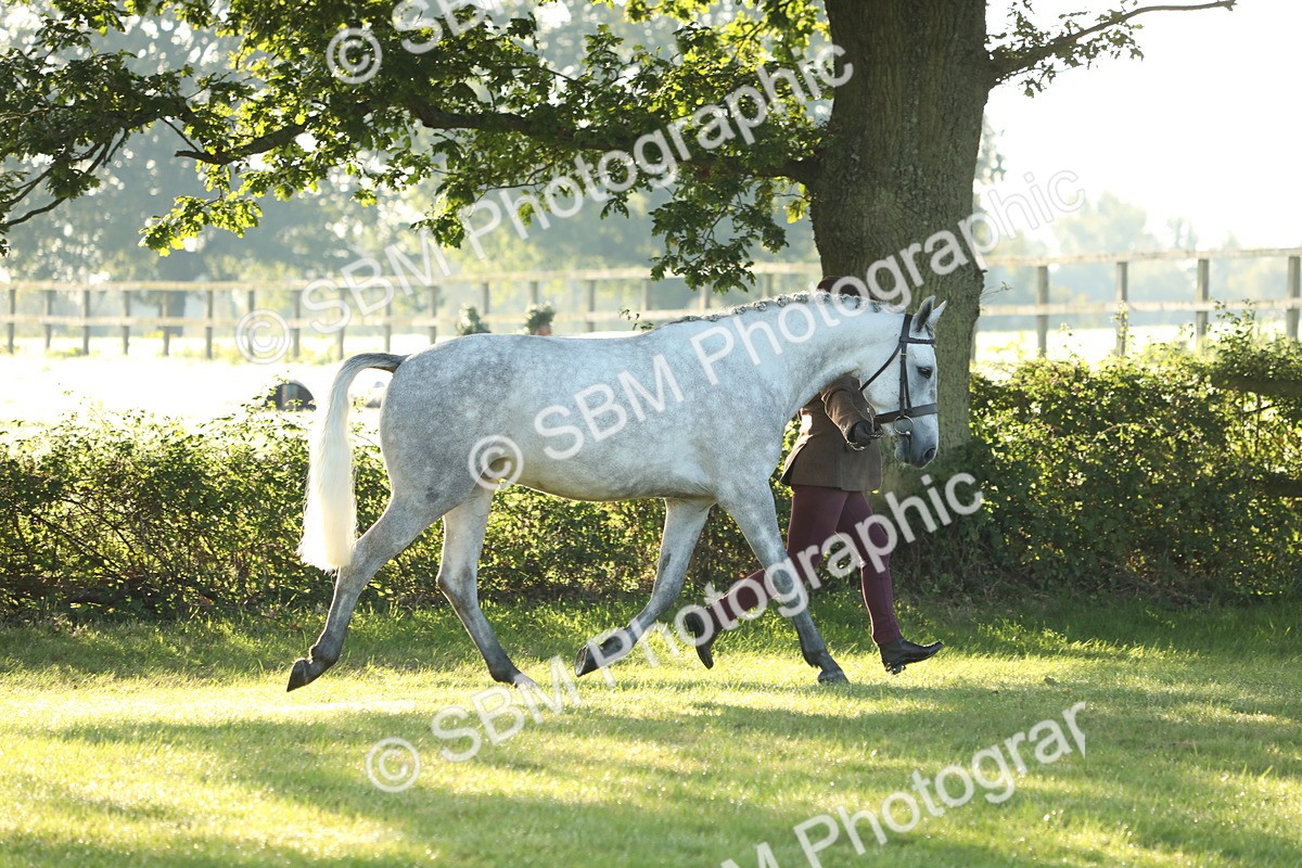 SBM_57929 - S42 - Youngstock