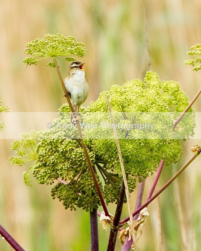 20110611-IMG_5580 - Sedge Warbler