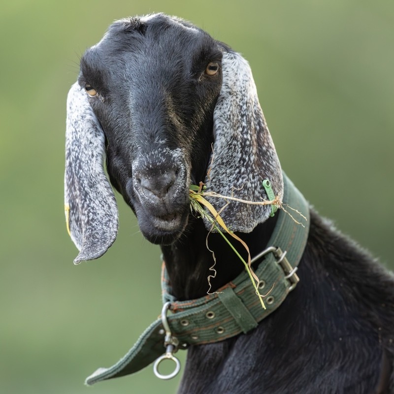 Dotty SD2560 - Greeting Cards