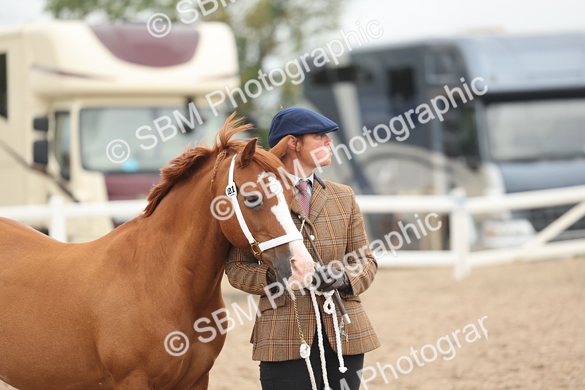 SBM_19313 - Class 317 - IH Pure Bred Horse-Pony