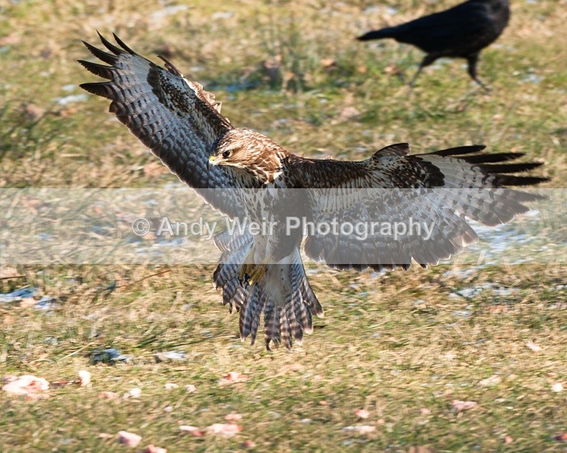 20100130-IMG_3043 579 - Common Buzzard