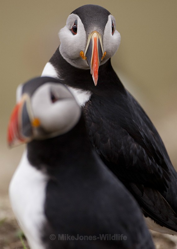 PUFFIN, ISLE OF MULL - PUFFINS, ISLE OF MULL