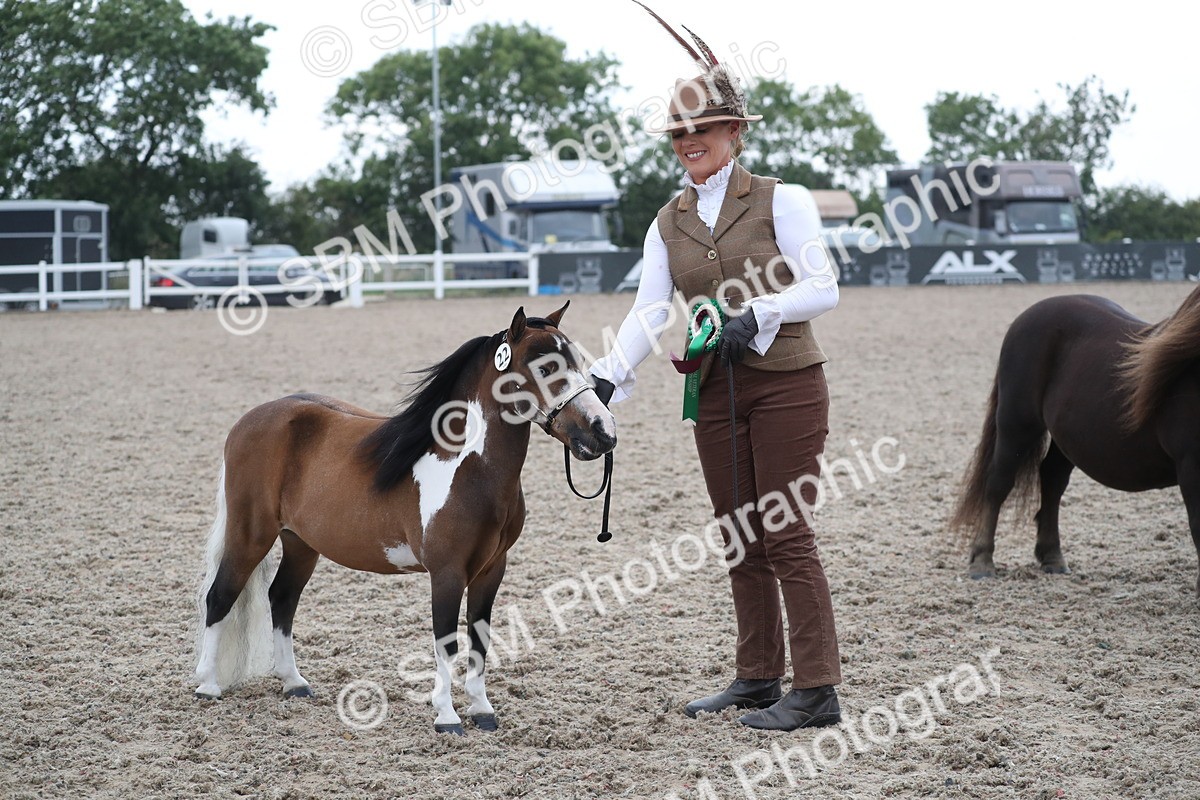 SBM_18011 - Class 317 IH Pure bred Horse/Pony