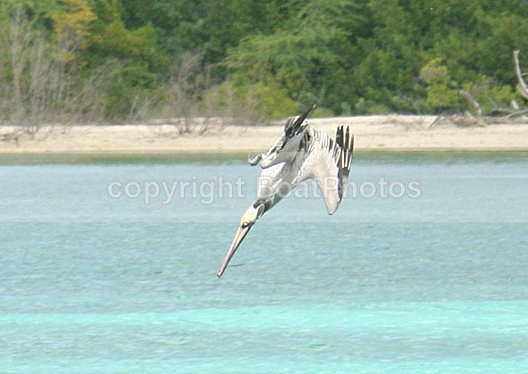 070208 Pelican Three - ATLANTIC CROSSING 2006
