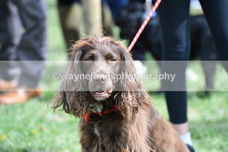 WJ5_9826 - Class 3 Most Handsome Dog
