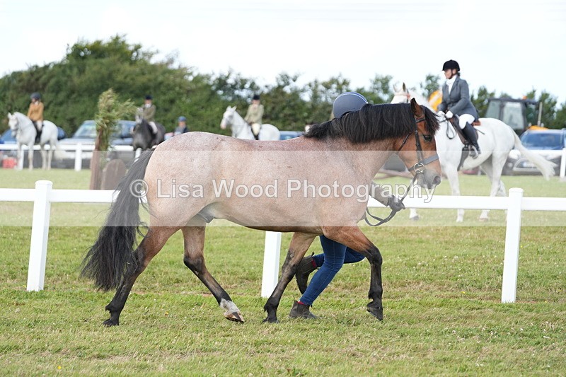DSC05728 - Class 51: NPS M&M 4 years and over Large Breeds