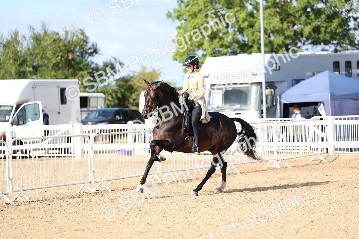 SBM_09127 - Class 303 - Ridden Pure Bred Horse Pony