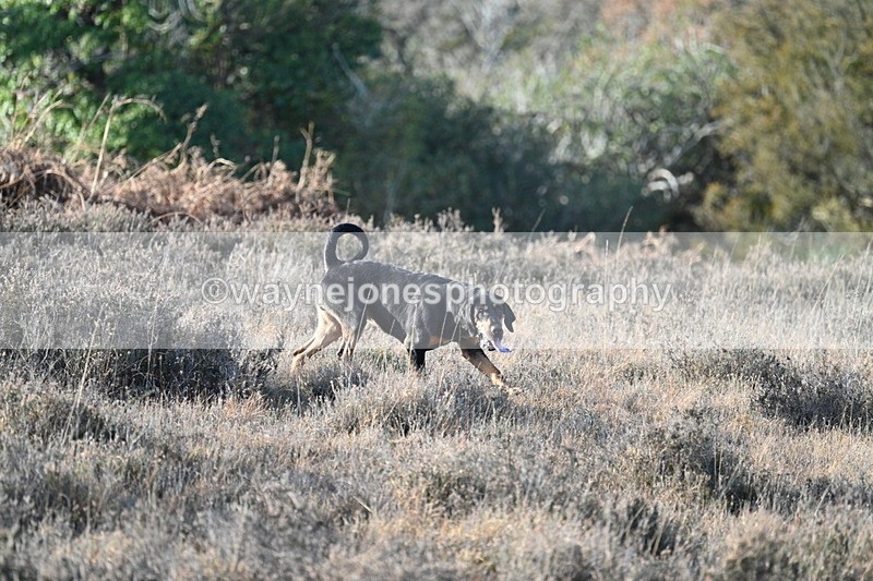 WJ7_7874 - Line 3 (no line 4 or 5)