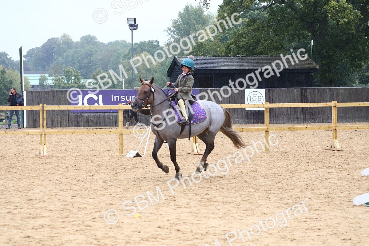 SBM_71489 - J4 - Mini Tour Junior Pony 45cm Championship