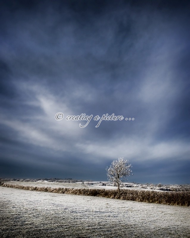 Lone Frosted Tree - Landscapes