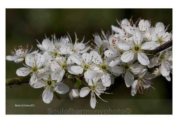 Hawthorn - Floria Macro