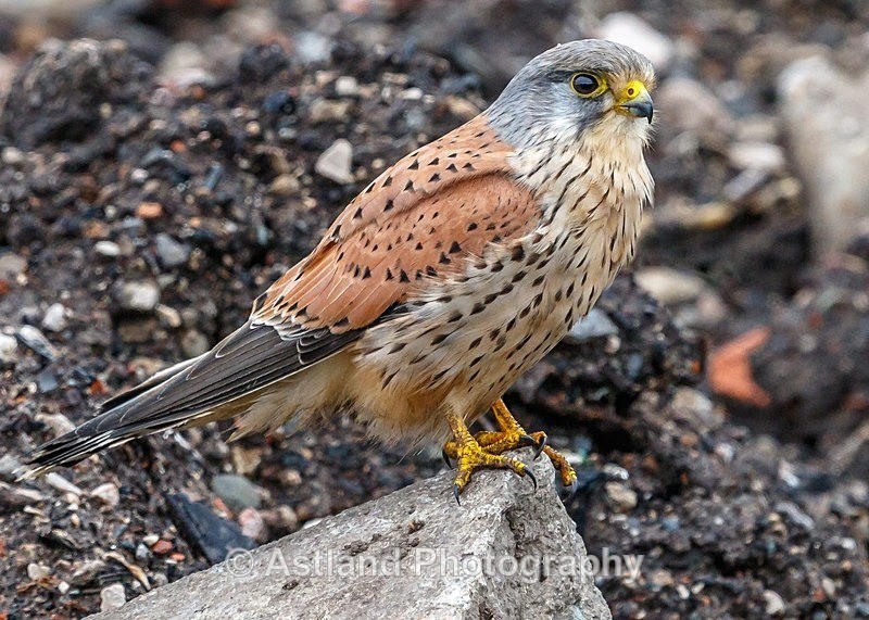 Astland Photography, Bird and Wildlife Images.