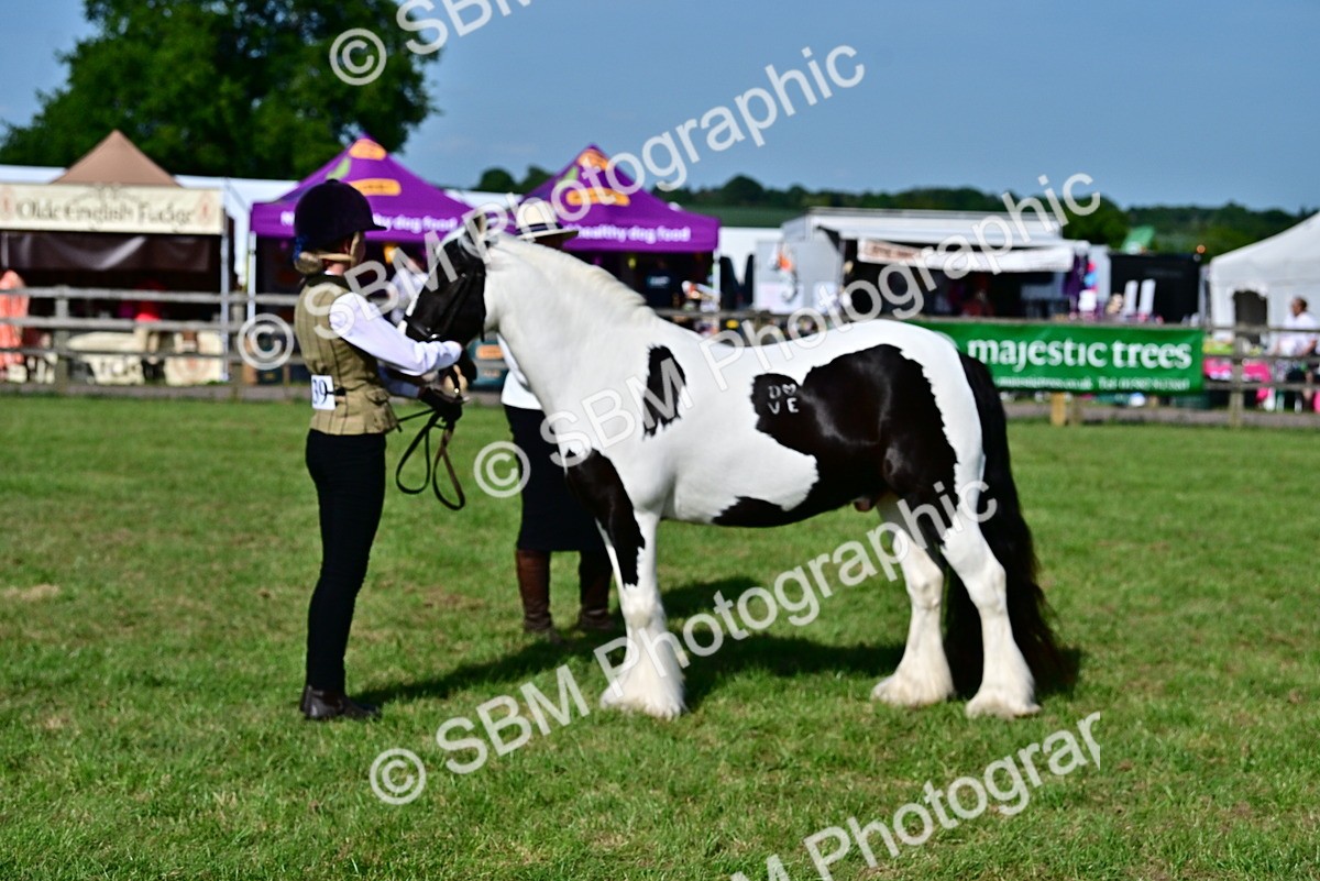 SBM_10107 - Class 63-65 - Traditional Gypsy Cobs In Hand & Ridden