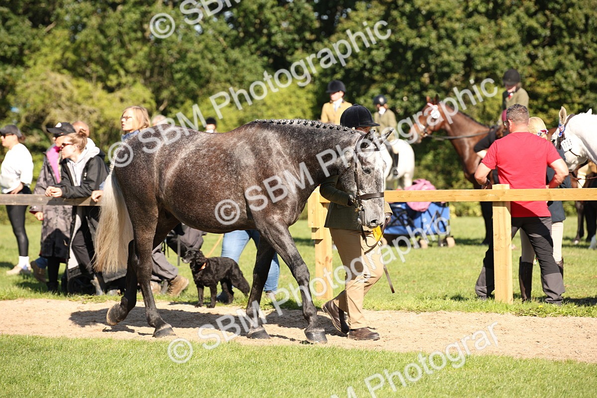 SBM_36662 - S10 - Best In Hand Horse & Pony