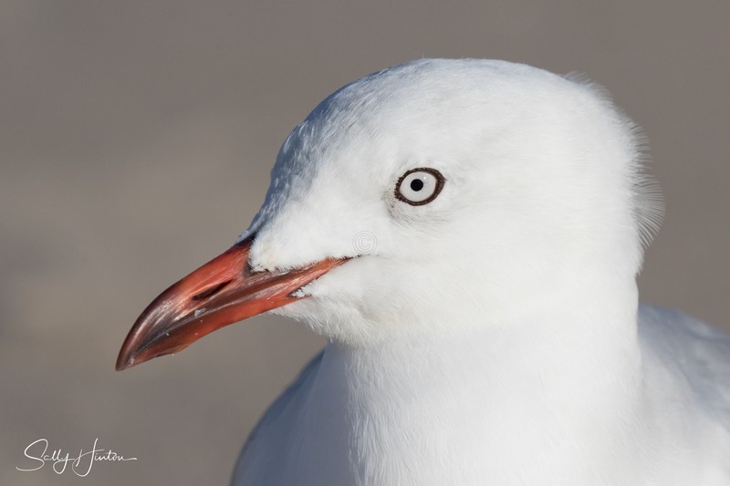 Gull Portrait 3