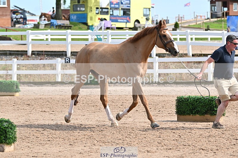 240717A-161240-03349 - Trot Up 4pm to 5pm