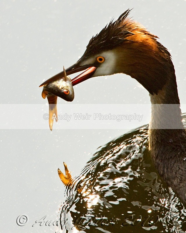20100522 _006 - Gt Crested Grebe