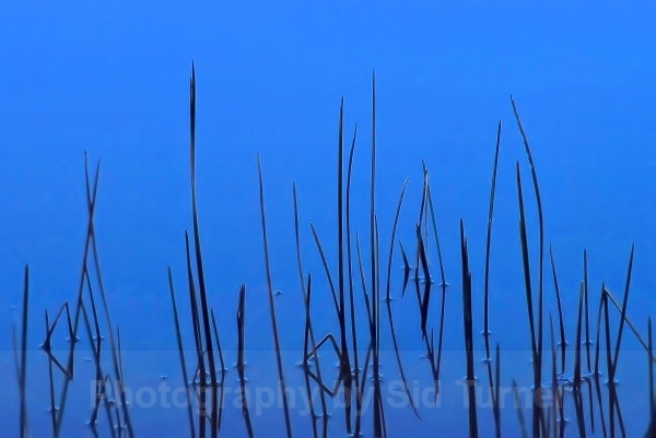 weeds at lake sylvia - Beaches