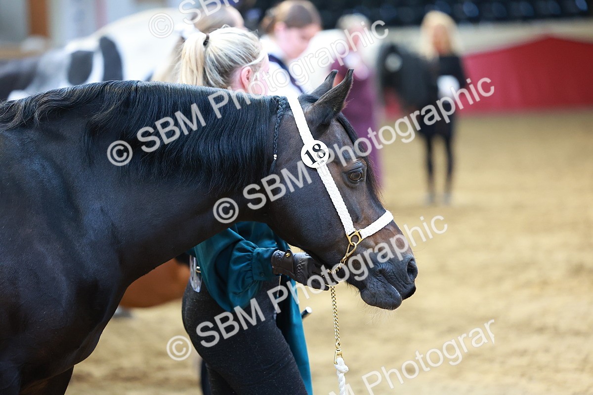 SBM_18514 - Class 903 - Sup Final - IH Pre Vet
