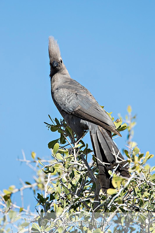 Go Away Bird - Etosha National Park ~ Birds