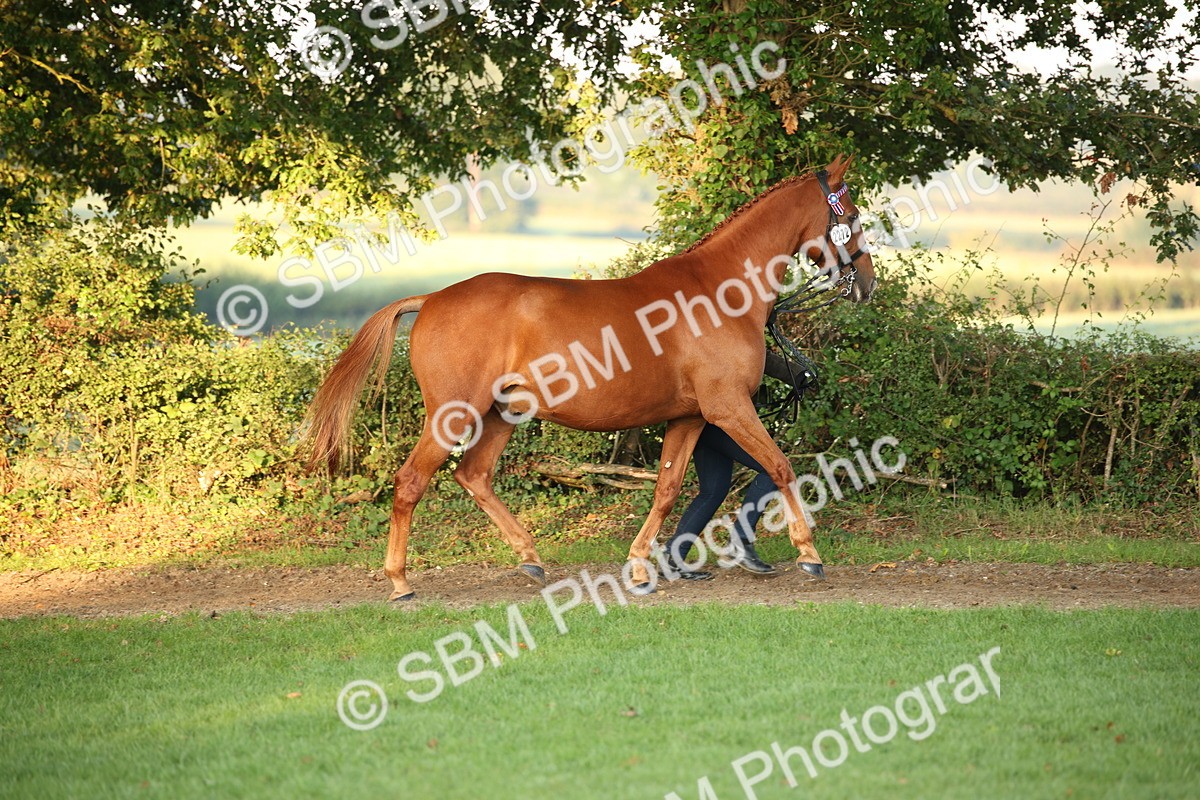 SBM_56826 - S49 - Riding Horse & Hack & Thoroughbred In Hand