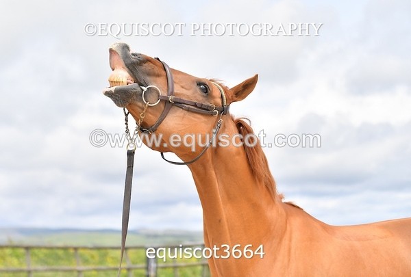 equiscot3664 - STALLION SELECTION